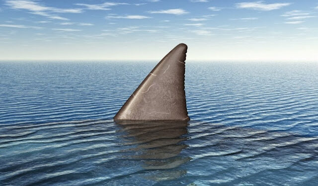 Conheça a história do pior ataque de tubarões de todos os tempos