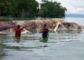 Enorme criatura morta surge das profundezas do oceano na Indonésia