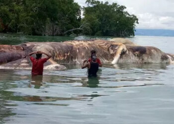 Enorme criatura morta surge das profundezas do oceano na Indonésia