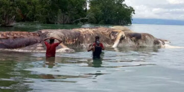 Enorme criatura morta surge das profundezas do oceano na Indonésia