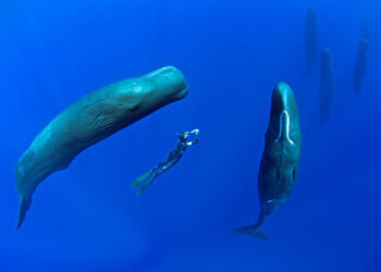 Incrível, fotografo faz fotos raras e impressionantes de baleias dormindo