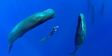 Incrível, fotografo faz fotos raras e impressionantes de baleias dormindo