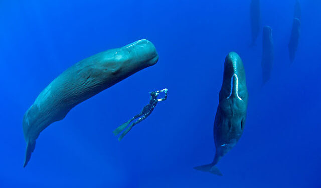 Incrível, fotografo faz fotos raras e impressionantes de baleias dormindo
