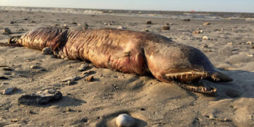 Criatura estranha é encontrada em praia no Texas após passagem do furacão Harvey