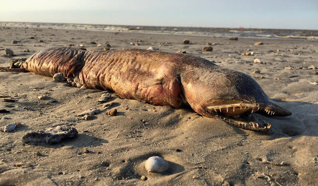 Criatura estranha é encontrada em praia no Texas após passagem do furacão Harvey