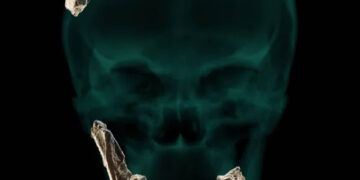 Arqueólogos descobrem nova espécie de humano antigo em Israel