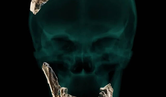 Arqueólogos descobrem nova espécie de humano antigo em Israel