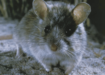 Rato considerado extinto há mais de 150 anos é encontrado em ilha na Austrália
