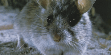 Rato considerado extinto há mais de 150 anos é encontrado em ilha na Austrália