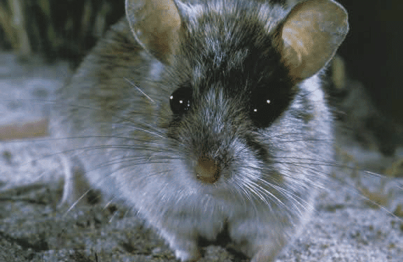 Rato considerado extinto há mais de 150 anos é encontrado em ilha na Austrália