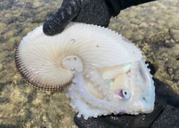 Criatura marinha estranha é encontrada em praia no Havaí