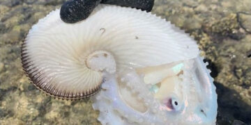 Criatura marinha estranha é encontrada em praia no Havaí