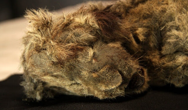 Veja um leãozinho das cavernas congelado há 28 mil anos